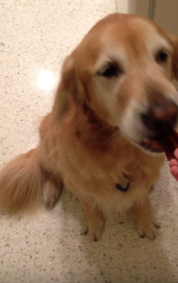 Brittany Gaunt youtube