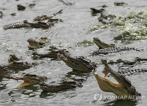 2014년 7월 태국 아유타야 주의 한 악어농장에서 먹이를 받아 먹으려는 악어들이 잇따라 물 위로 고개를 내밀고 있다. [EPA=연합뉴스자료사진]