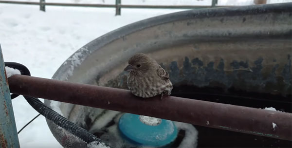 Nelson Wilson youtube