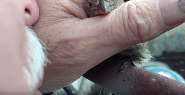 Nelson Wilson youtube