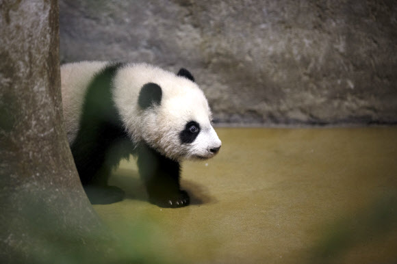 12일(현지시간) 스페인 마드리드의 마드리드 동물원에서 생후 5개월 된 새끼 판다 ‘출리나’가 산책하고 있다. AP 연합뉴스