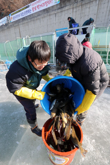 투입되는 화천산천어축제 ’산천어’