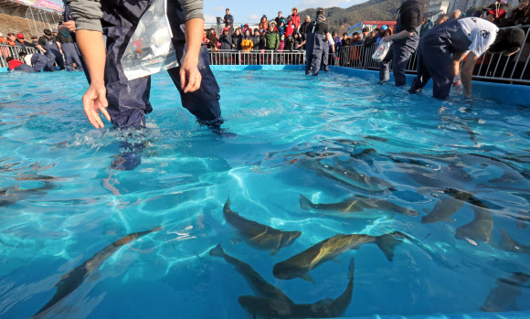 홍천강 꽁꽁축제 ’송어 맨손잡기’