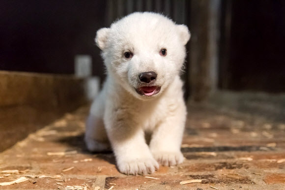 북극곰 새끼가 12일(현지시간) 독일 베를린의 동물원인 티어파크 베를린에서 건강상태, 성별 등을 조사받기 전에 포즈를 취하고 있다. EPA 연합뉴스