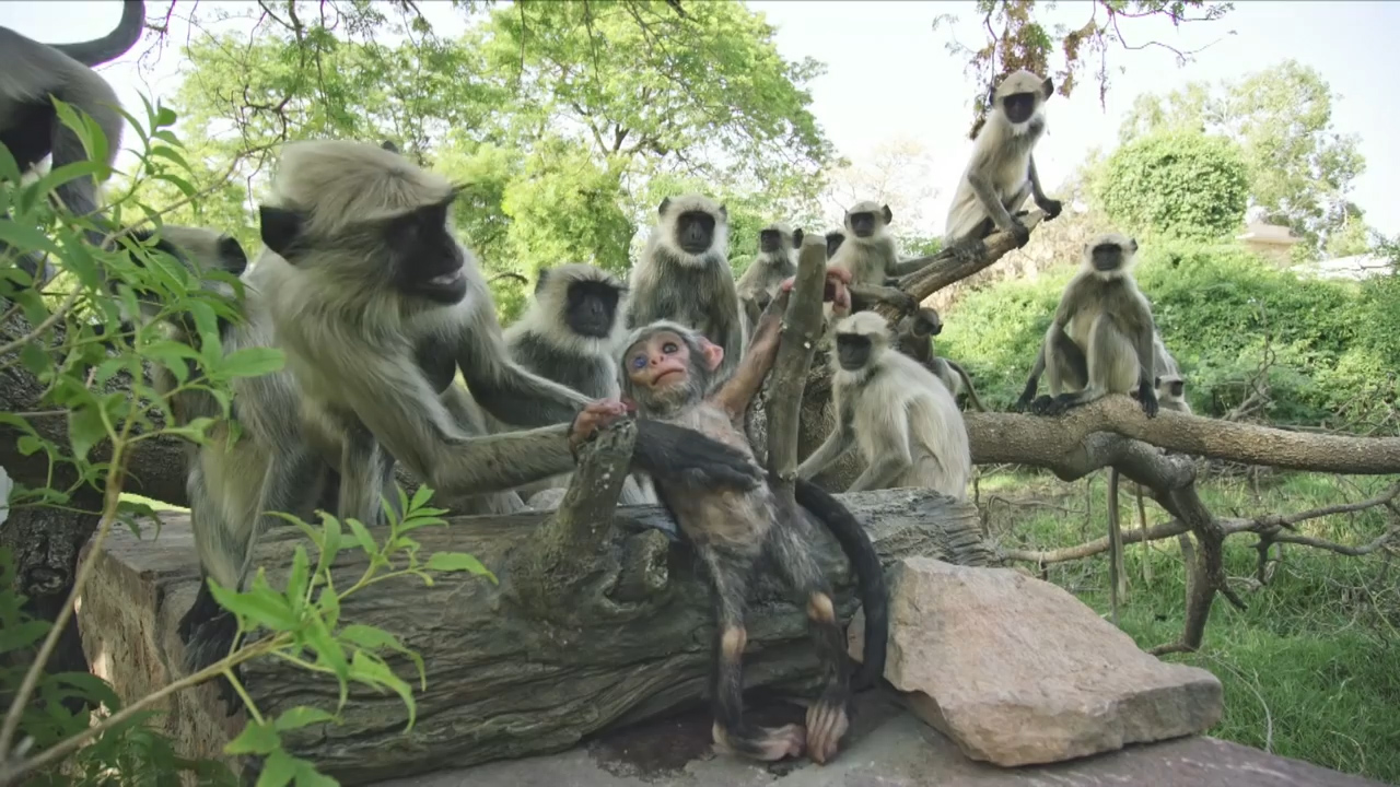 BBC ‘스파이 인 더 월드’ 예고편 캡처