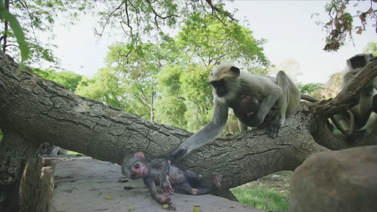 BBC ‘스파이 인 더 월드’ 예고편 캡처