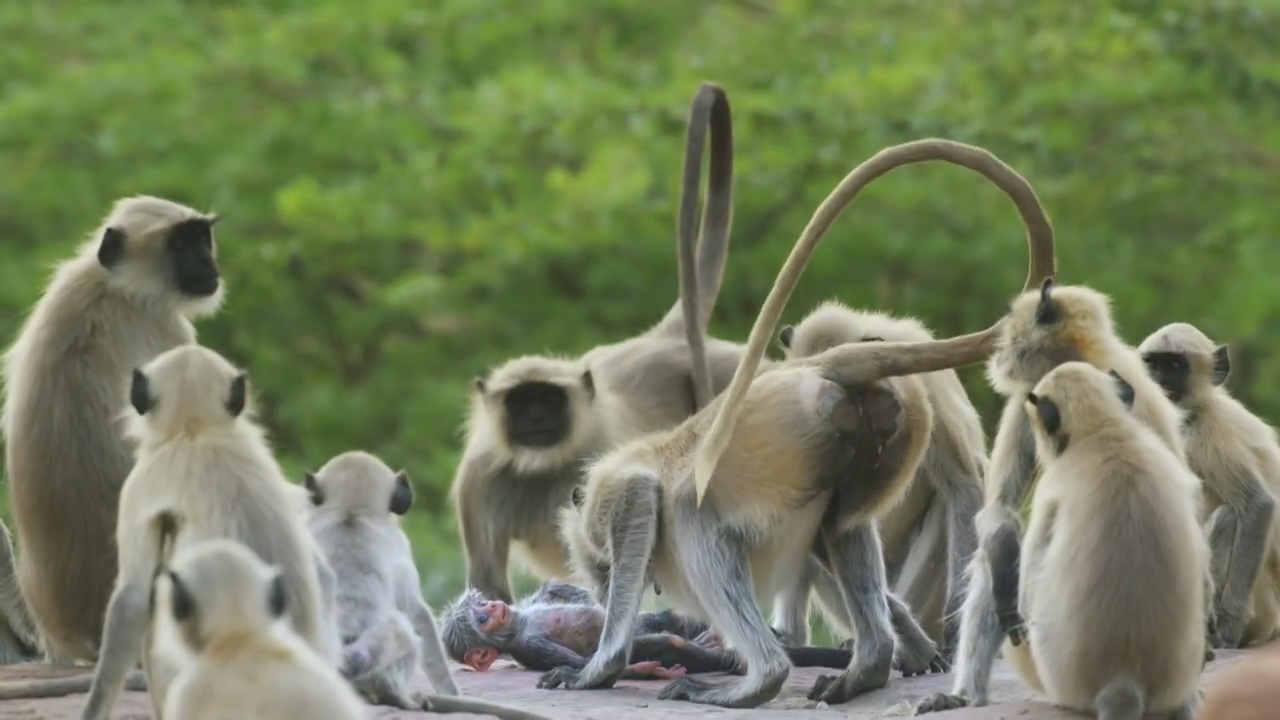 BBC ‘스파이 인 더 월드’ 예고편 캡처