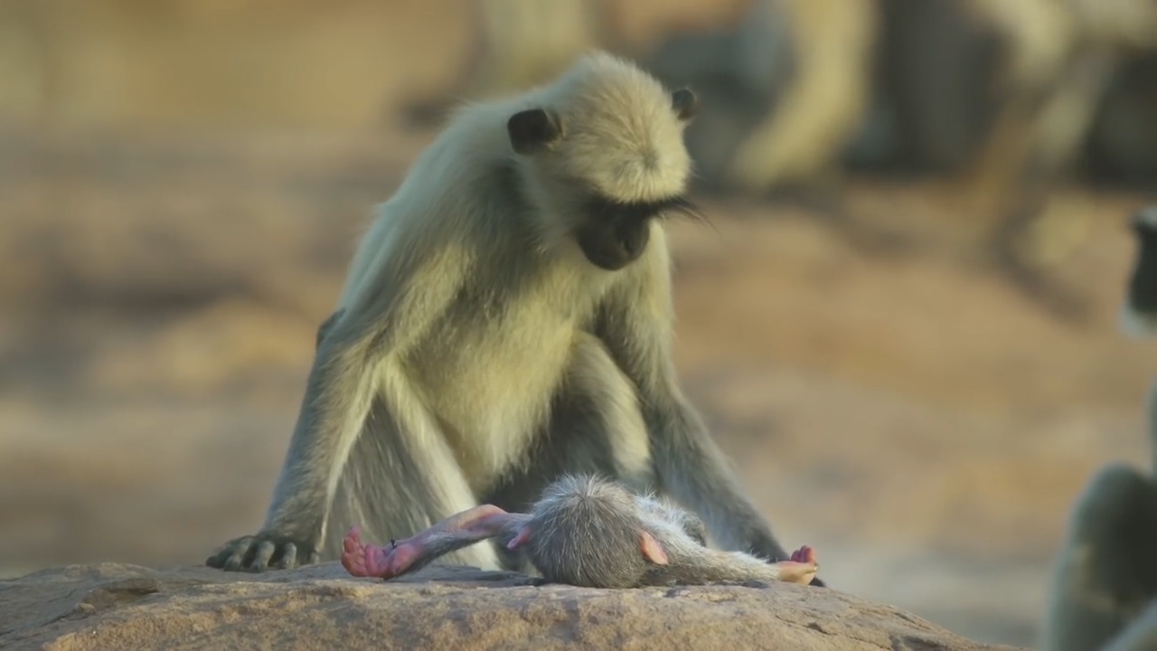 BBC ‘스파이 인 더 월드’ 예고편 캡처