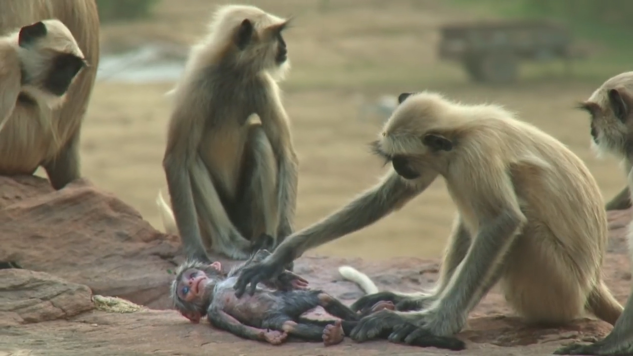 BBC ‘스파이 인 더 월드’ 예고편 캡처