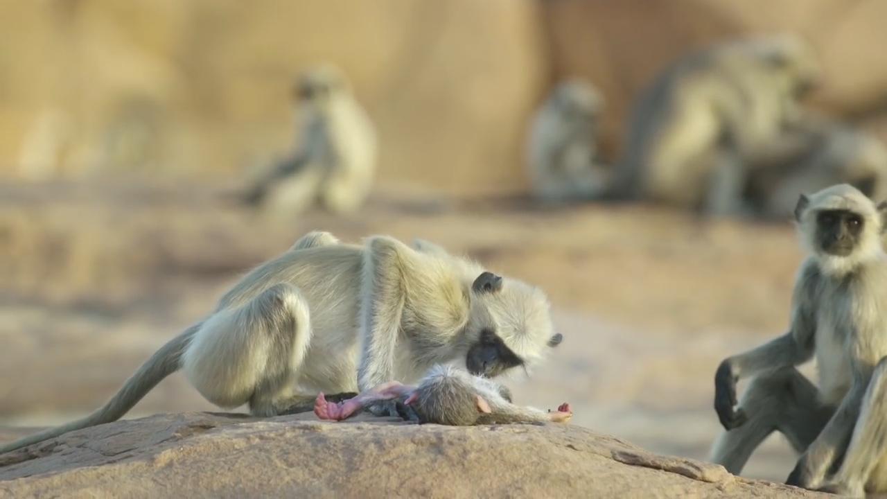 BBC ‘스파이 인 더 월드’ 예고편 캡처