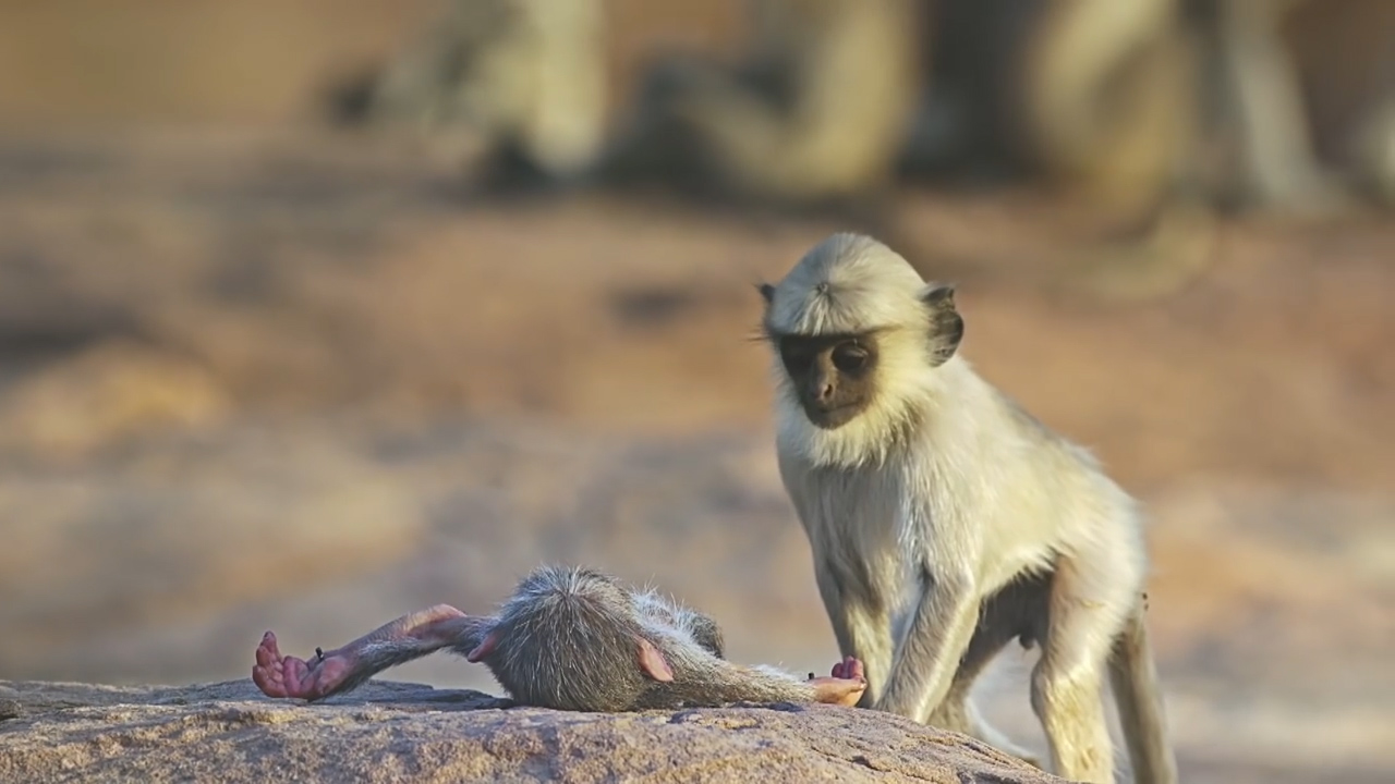 BBC ‘스파이 인 더 월드’ 예고편 캡처