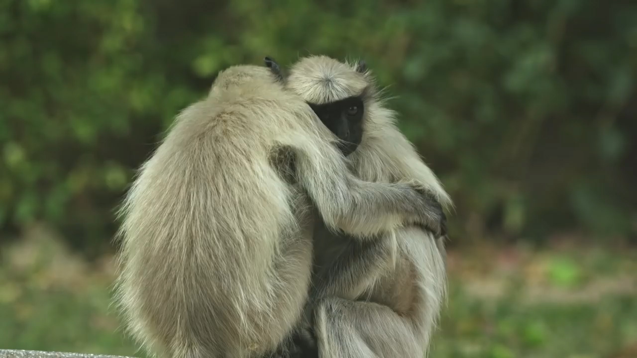 BBC ‘스파이 인 더 월드’ 예고편 캡처