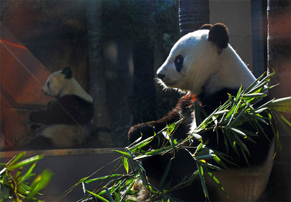 fuzhou Panda World