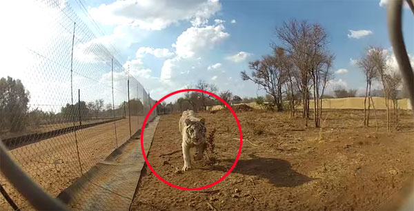 Marie Calata youtube