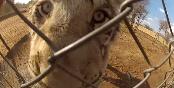 Marie Calata youtube