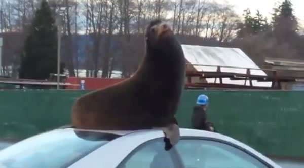 Melanie Sceva Facebook