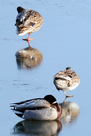 얼음 위에 외발로 선 오리들