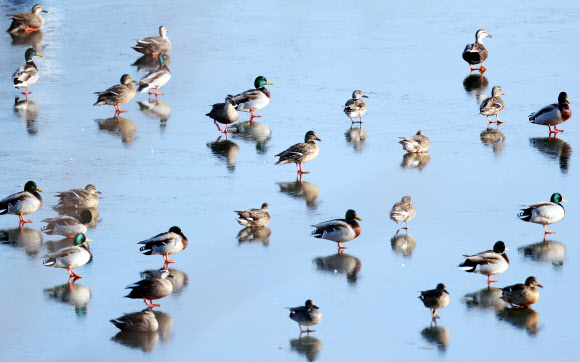 얼음 위의 오리들