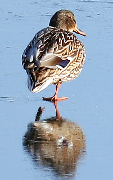 ’아이고 발 시려’