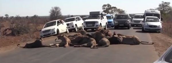 dayli mail news youtube