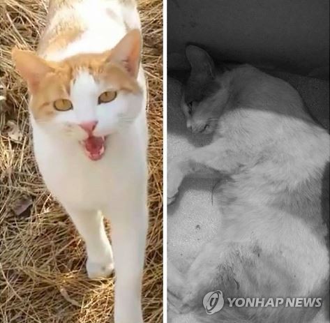 대학가 명물냥이 ‘아띠’ 돌연사 미궁 속…독극물 피해 수사 연합뉴스