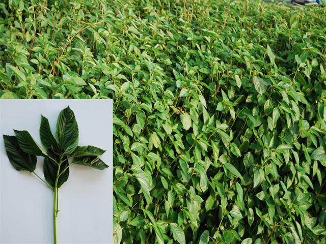 30년 뒤 충청권에서 재배될 것으로 보이는 몰로키아.<br>충남도 농업기술원 제공