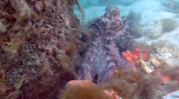 Pink Tank Scuba youtube