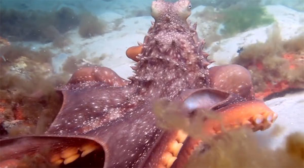 Pink Tank Scuba youtube