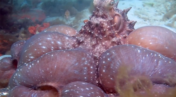 Pink Tank Scuba youtube