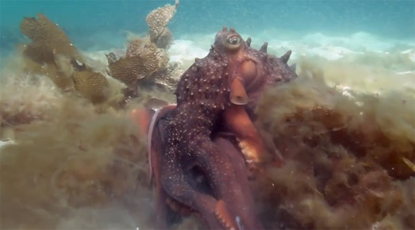 Pink Tank Scuba youtube