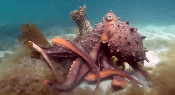 Pink Tank Scuba youtube