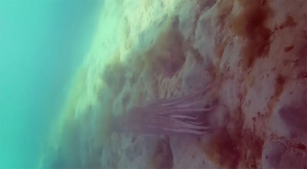 Pink Tank Scuba youtube