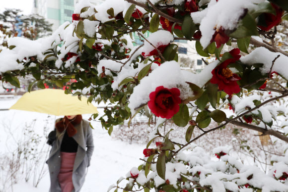 눈 쌓인 동백꽃