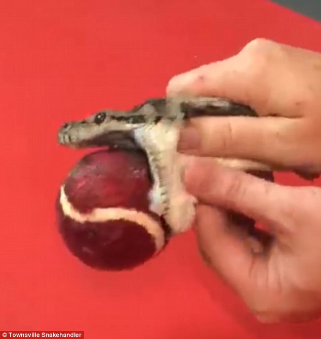 사진=타운즈빌 스네이크핸들러 [페이스북]