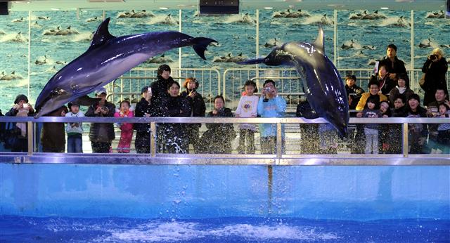 울산 남구 장생포 고래생태체험관에서 돌고래가 쇼를 벌이고 있다.  울산 남구 제공