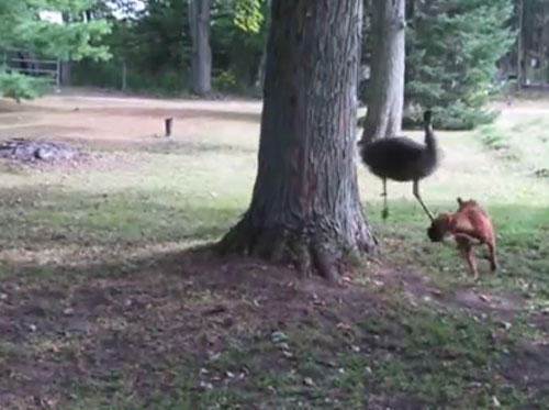 FarmerWhiteGirl youtube