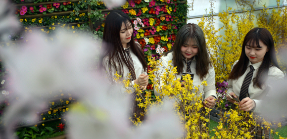 16일 경기도 과천시 서울랜드에서 열리고 있는 ’이른 봄 꽃 파티-프랭키 플라워 가든’에서 시민들이 활짝 핀 꽃들을 살펴보고 있다. 오는 3월 12일까지 운영되는 프랭키 플라워 가든에서는 튤립, 개나리, 매화 등 봄의 정취를 느낄 수 있는 다양한 꽃을 관람할 수 있다. 2017.2.16  박지환기자 popocar@seoul.co.kr
