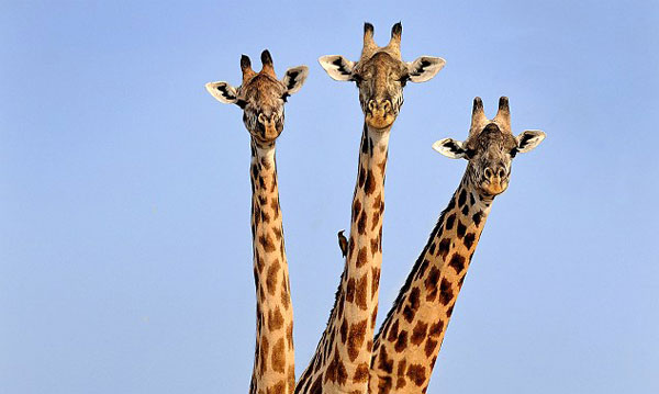 사진출처-Xavier Ortega