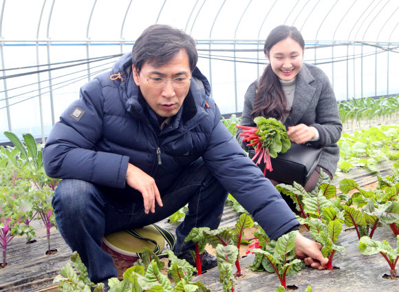 안희정(왼쪽) 충남지사가 16일 충남 홍성군 장곡면의 청년 협업농장 비닐하우스에서 젊은 농민과 함께 쌈 채소를 따고 있다. 홍성 연합뉴스