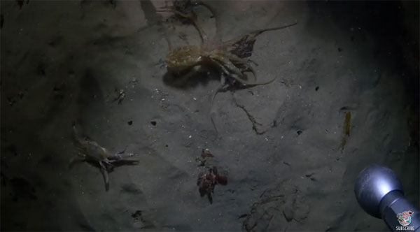 Liveleak, ViralHog youtube