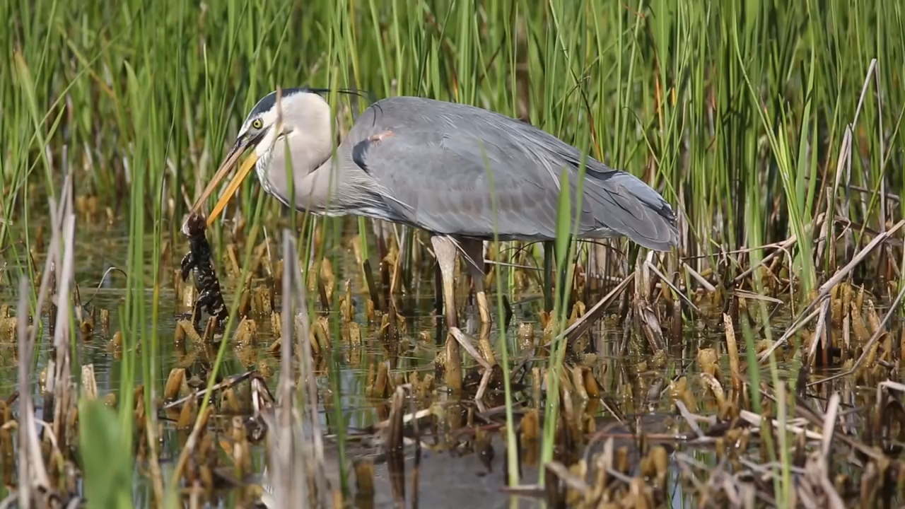 유튜브 영상 캡처