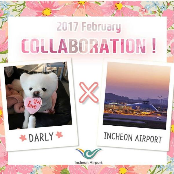 SNS 스타견(犬) ‘달리’가 인천국제공항 첫 명예홍보견으로 위촉됐다. 사진=‘달려라 달리’ 인스타그램
