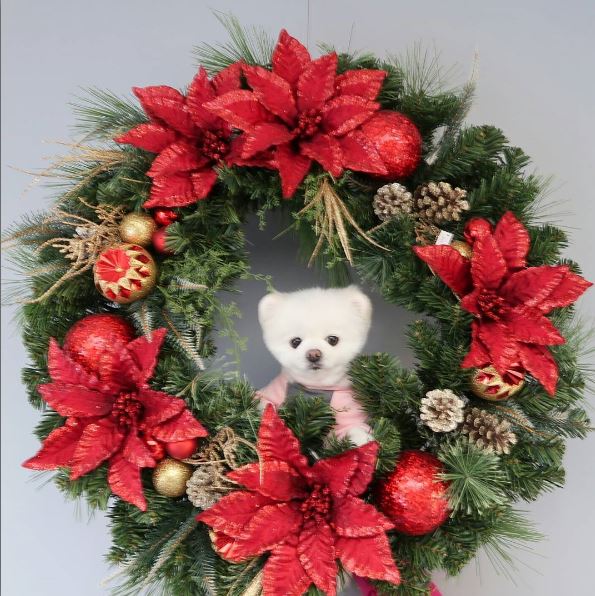 SNS 스타견(犬) ‘달리’가 인천국제공항 첫 명예홍보견으로 위촉됐다. 사진=‘달려라 달리’ 인스타그램