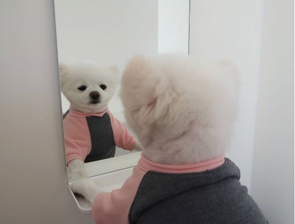 SNS 스타견(犬) ‘달리’가 인천국제공항 첫 명예홍보견으로 위촉됐다. 사진=‘달려라 달리’ 인스타그램