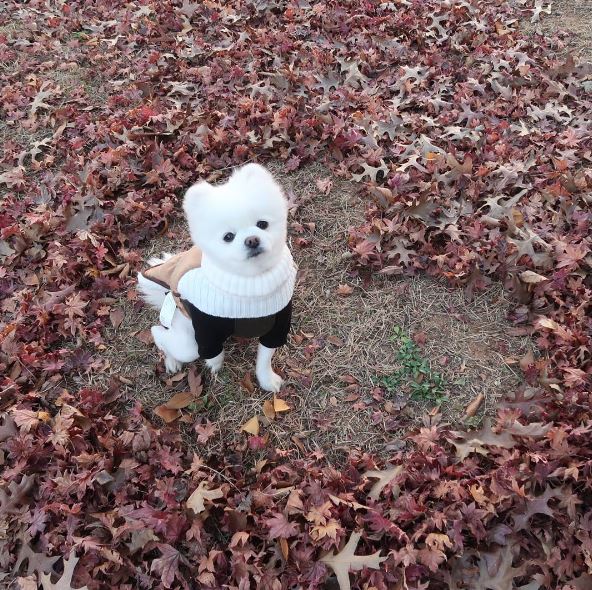 SNS 스타견(犬) ‘달리’가 인천국제공항 첫 명예홍보견으로 위촉됐다. 사진=‘달려라 달리’ 인스타그램