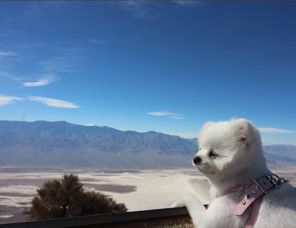 SNS 스타견(犬) ‘달리’가 인천국제공항 첫 명예홍보견으로 위촉됐다. 사진=‘달려라 달리’ 인스타그램
