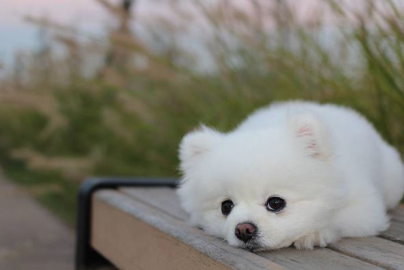 SNS 스타견(犬) ‘달리’가 인천국제공항 첫 명예홍보견으로 위촉됐다. 사진=‘달려라 달리’ 인스타그램