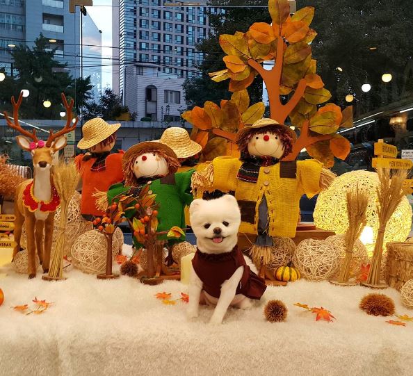 SNS 스타견(犬) ‘달리’가 인천국제공항 첫 명예홍보견으로 위촉됐다. 사진=‘달려라 달리’ 인스타그램