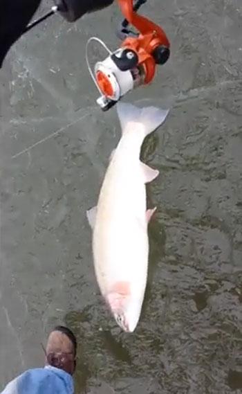 Heather Doxey Lusk Storyful