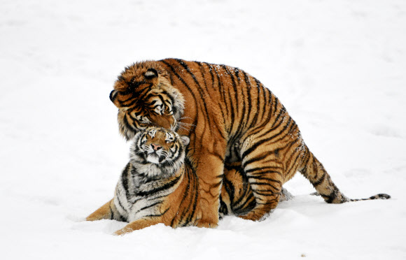 시베리아 호랑이들이 22일(현지시간) 중국 헤이룽장성 하얼빈의 시베리아 호랑이 공원에서 서로 사랑을 나누고 있다. 신화 연합뉴스